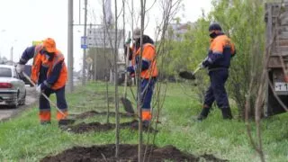 Оксана Фадина приостановила решение по сносу деревьев по ул. Спартаковской