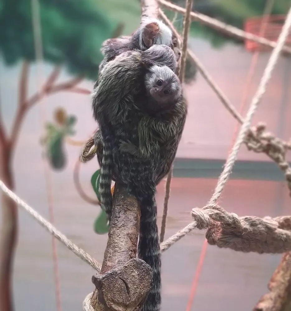 В Омском зоопарке прибавление: у пары игрунок родилась двойня