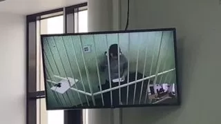 Наказание для горе-матери не изменилось: суд отклонил апелляцию защиты по делу об истязании 1,5 малыша в селе Коянбай