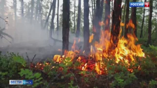 В Омской области осудят главу Черлакского лесхоза после пожара в лагере «Юбилейный»