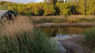 Омичи переживают из-за экологической катастрофы в Парке Победы