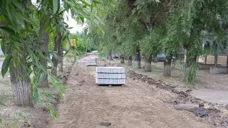 В Омске высадят 120 крупномерных деревьев вдоль обновленной дороги