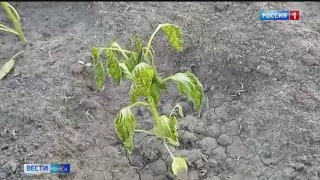 Омские дачники подсчитывают убытки из-за ночных заморозков