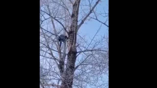 Омский насильник с дерева признан вменяемым