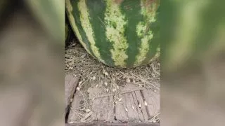 В Омской области сожгли 20 тонн заражённых арбузов