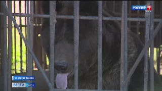 В Большереченском зоопарке начали просыпаться медведи