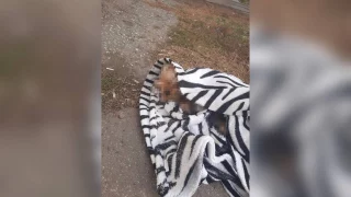 Омский дворник нашёл мёртвую собаку в мусорке