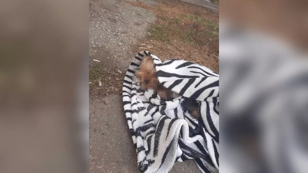 Омский дворник нашёл мёртвую собаку в мусорке