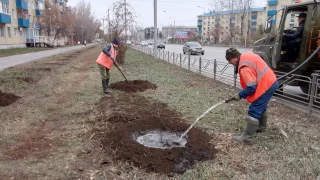 В Амурском районе Омска высадят больше 200 кустов рябины