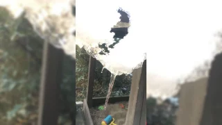 Омичи делятся фотографиями первых сосулек