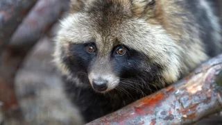 В Омской области выявлено бешенство у енотовидной собаки