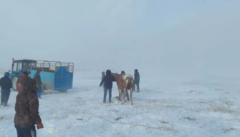 На Алтае попавшую в ДТП лошадь почти неделю держали на месте происшествия на морозе