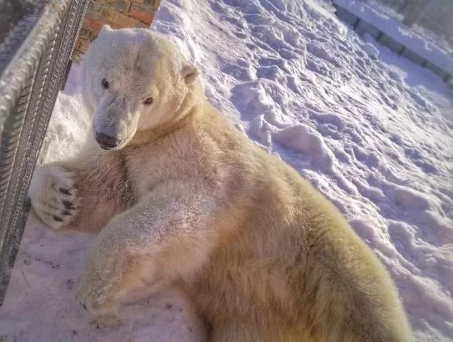 В Минкульте подтвердили гибель медведицы в Большереченском зоопарке