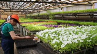 В преддверии Дня Победы в Омске высадят 47 тысяч петуний, бархатцев, шафранов и сальвий