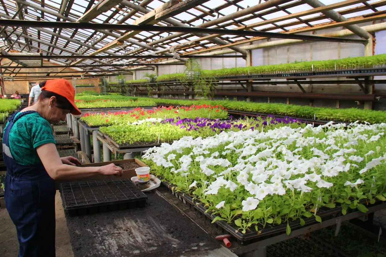 В преддверии Дня Победы в Омске высадят 47 тысяч петуний, бархатцев, шафранов и сальвий