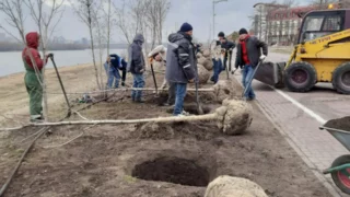 В Омской крепости началась высадка кленов в рамках проекта «Аллея олимпийских чемпионов»