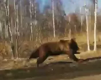 В Омске проведена жеребьевка на отстрел медведей