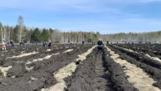 В Омском районе прошла самая массовая высадка Сада памяти