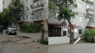 Из-за сильного ветра в Омске начали массово падать деревья
