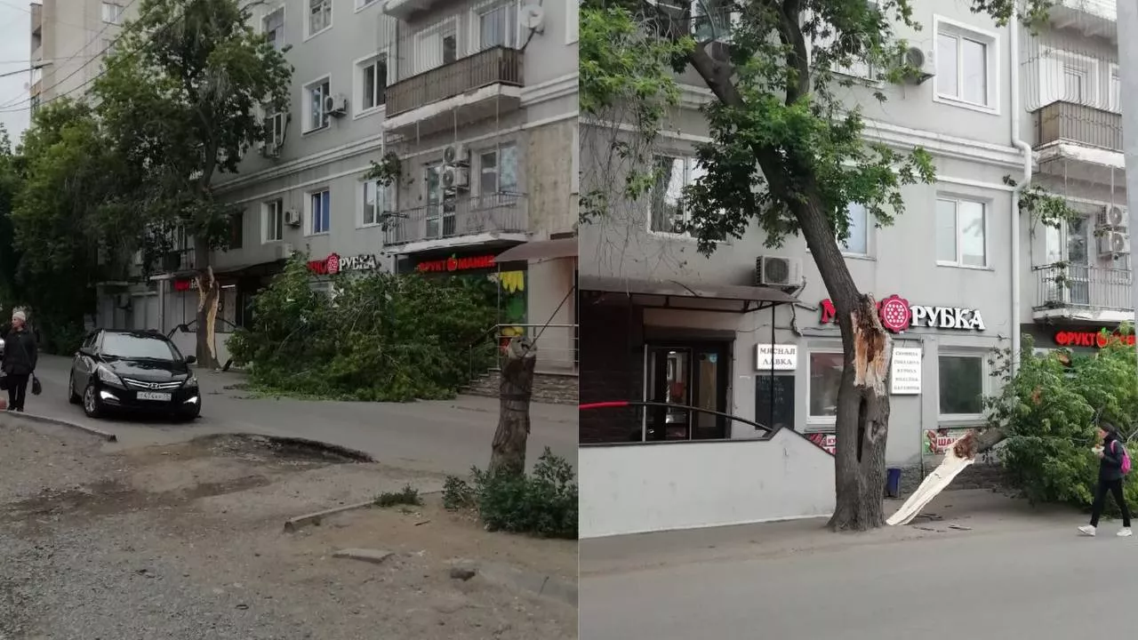 Из-за сильного ветра в Омске начали массово падать деревья