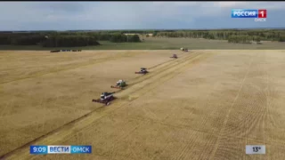 В Омской области будут повторно засеивать поля, на которых во время жары погибли озимые культуры