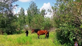 В Называевском районе полицейские нашли украденного коня в лесу