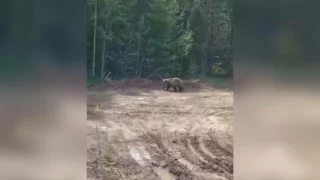 Омичи встретили медведя в лесу около Тевриза