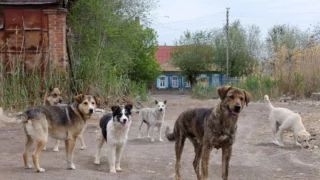 В Таре благодаря вмешательству прокуратуры Омской области решается вопрос по отлову бездомных животных