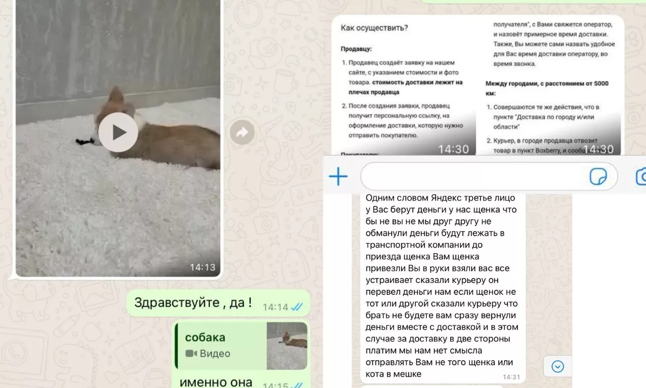 Влюбленный омич пострадал из-за мошенников, при попытке купить подруге щенка