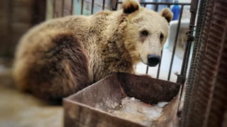 В Большереченском зоопарке проснулись медведи