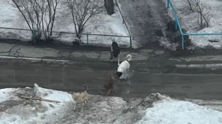 Омские следователи проводят проверку о нападении бродячих собак на девочку на улице Стальского