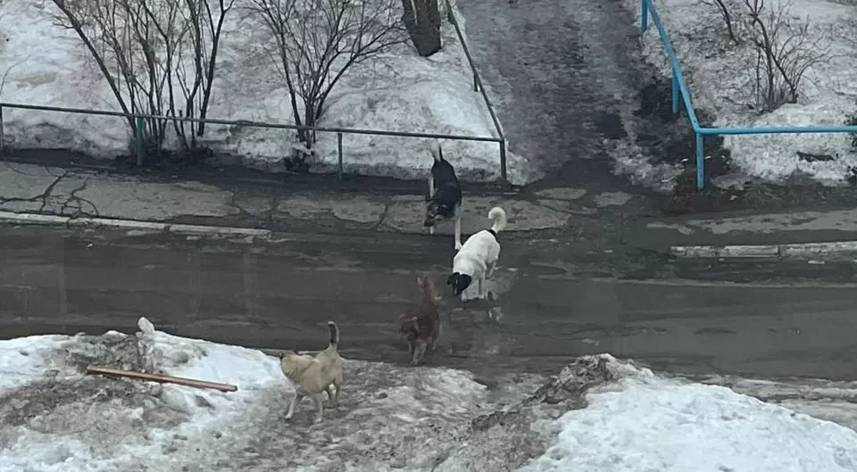 Омские следователи проводят проверку о нападении бродячих собак на девочку на улице Стальского