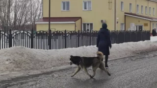 Потеряшку из Москаленок приютили в Омске