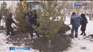 В Омске этой весной высадят не менее 13 тысяч деревьев и 28 тысяч кустарников