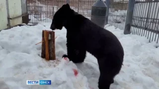 В Большереченском зоопарке уже четверо бурых медведей вышли из спячки