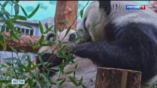 В Московском зоопарке поделились новыми кадрами с пандой Катюшей