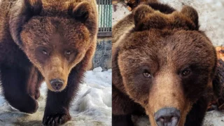 Туристический сезон в Большереченском зоопарке начнётся уже в конце апреля