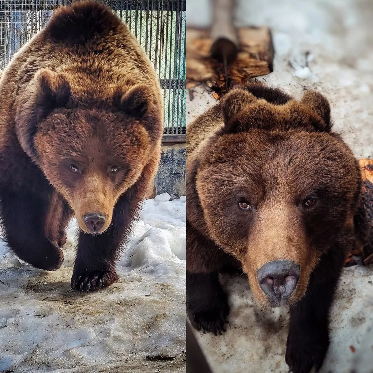 Туристический сезон в Большереченском зоопарке начнётся уже в конце апреля