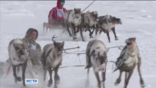 Гонками на упряжках отметили день оленевода в Красноярском крае