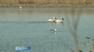 В Омск вернулись перелётные птицы, но не одни