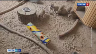 В Большереченском зоопарке семейство сурикатов проявляют чудо смекалки