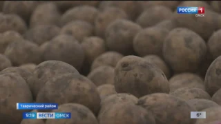 Холодная весна сдвинула сроки посевной в Омской области