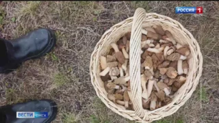 Омские грибники делятся первыми результатами майского улова