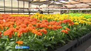 В Омске около миллиона цветов появятся на клумбах этим летом