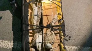 В Омской области накажут контрабандистов за попытку продать редких соколов
