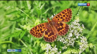 Ученый из Омска исследовал всю Сибирь и в поисках открытия добрался до юга Африки