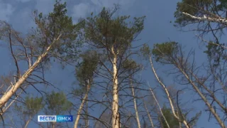 В Омске завершается всероссийская экологическая акция «Сад памяти»