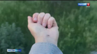 В Омске небывалое нашествие комаров и мошек