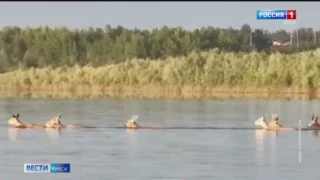 В Омской области косули решили спрятаться от жары в реке