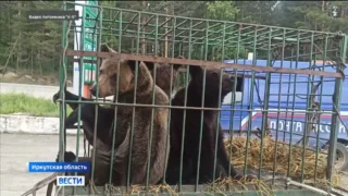 В Иркутской области — выпустили на волю 3-х спасённых год назад медвежат